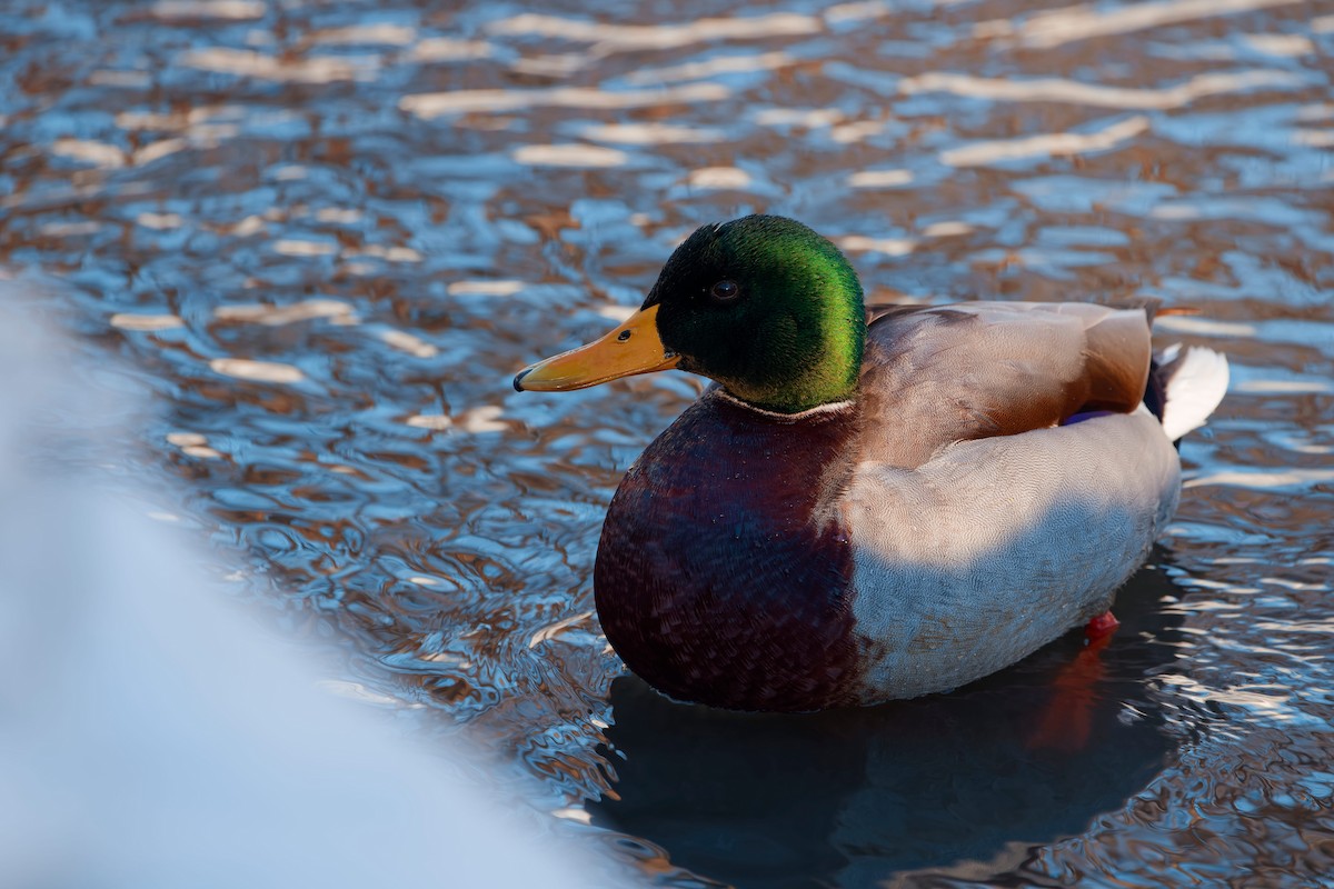 Yeşilbaş - ML648653046