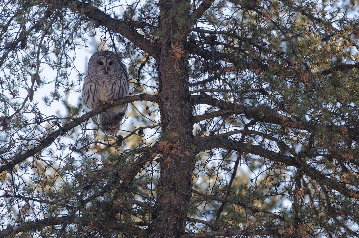 Çizgili Baykuş - ML648653055