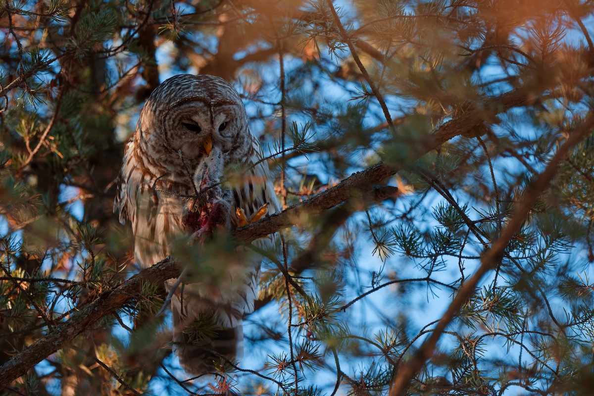 Çizgili Baykuş - ML648653056