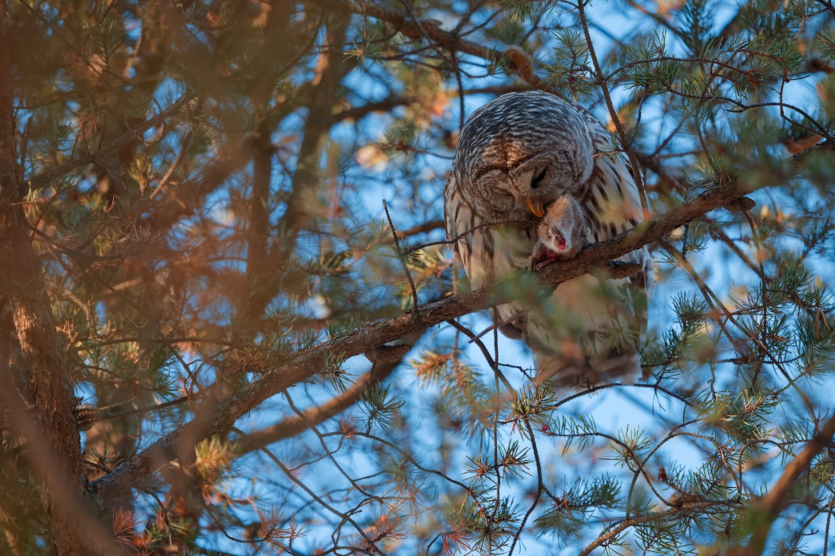 Barred Owl - Darry W.