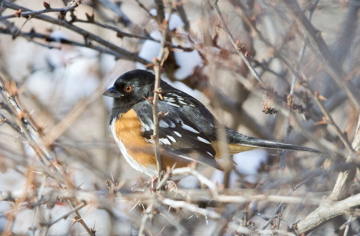 Пятнистый тохи - ML648653071