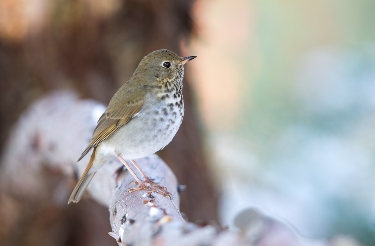 Дрозд-отшельник - ML648653136