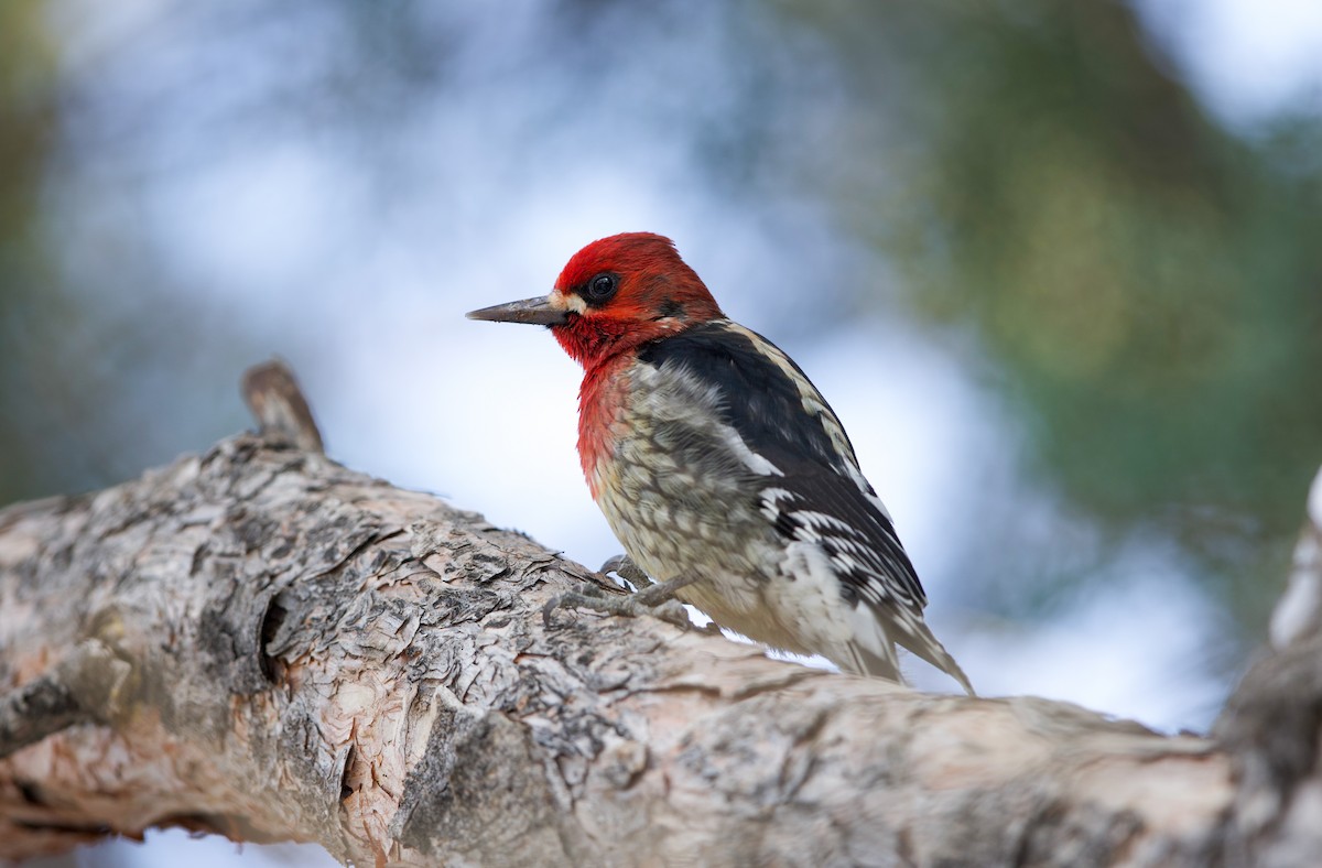 Красногрудый дятел-сокоед - ML648653223