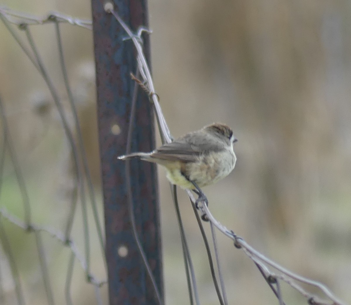 eBird Checklist - 11 Jan 2026 - Naas Road at Apollo Road - 38 species