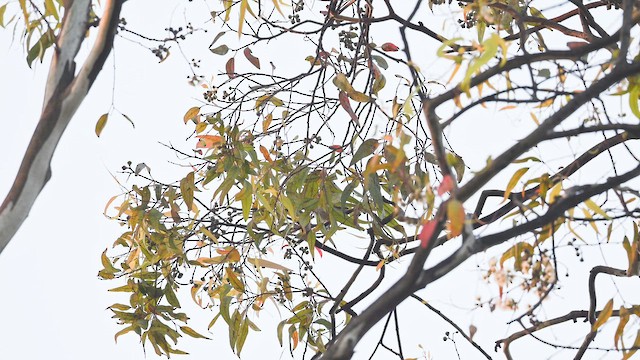 Einsiedelwaldsänger - ML648653421