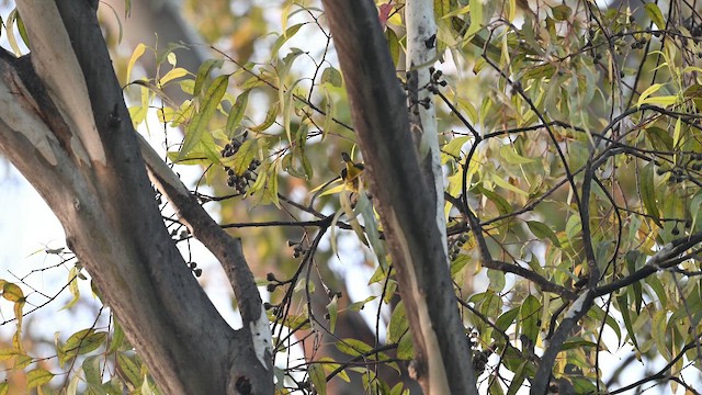 Paruline à calotte noire - ML648653462