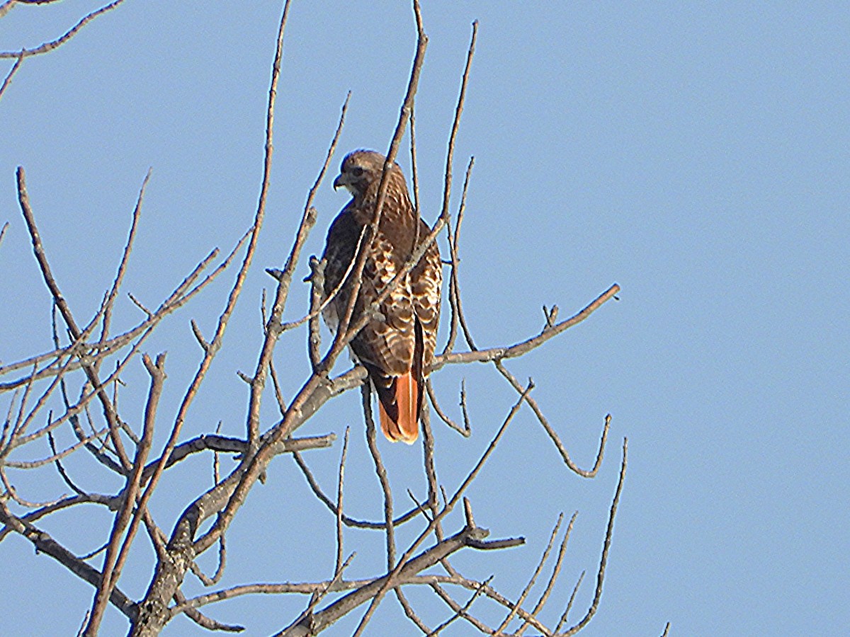Red-tailed Hawk - ML648653761
