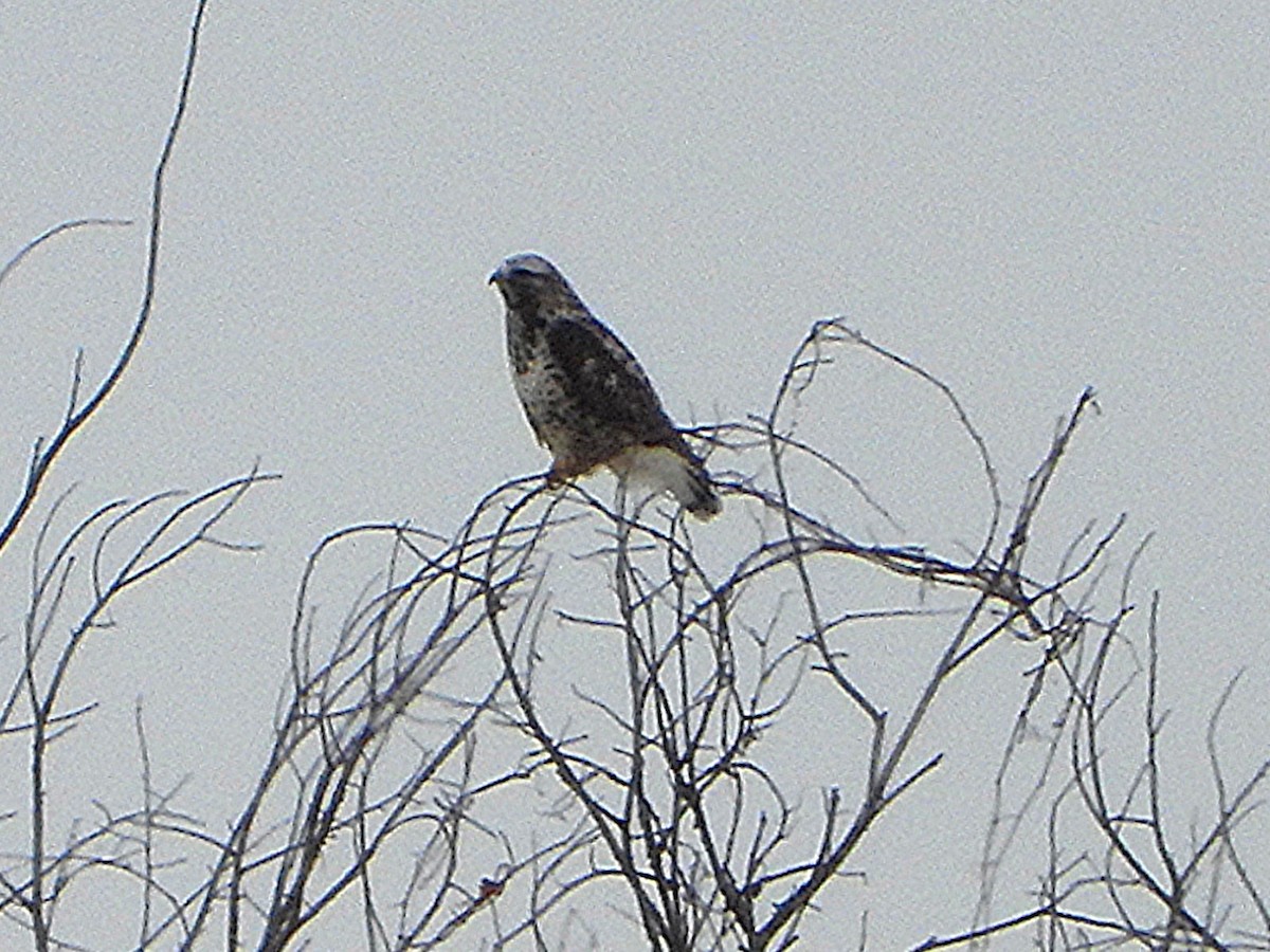 עקב מכנסיים - ML648653824