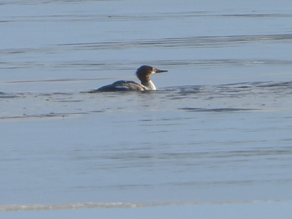 מרגון גדול - ML648653879