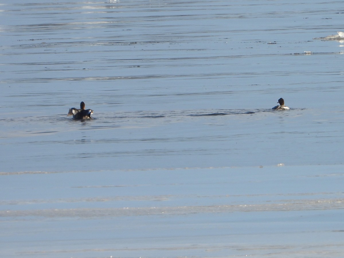 מרגון גדול - ML648653880