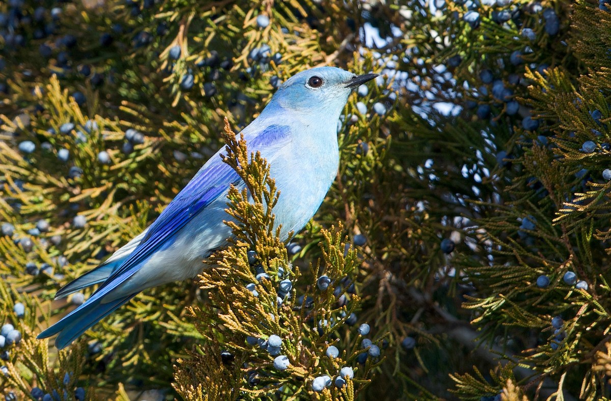 Голубая сиалия - ML648653893