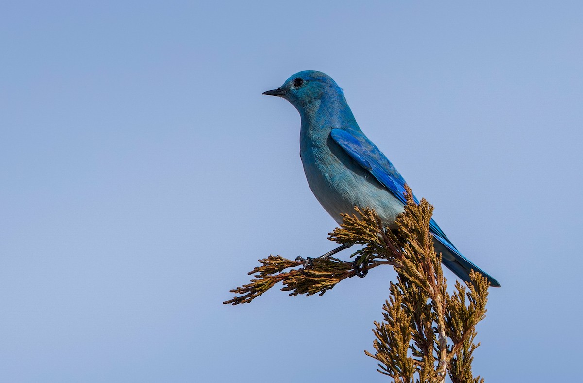 Голубая сиалия - ML648653894