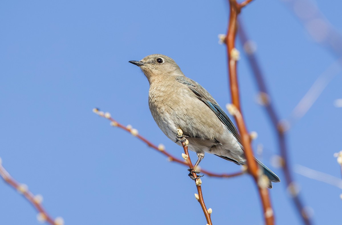 Голубая сиалия - ML648653895