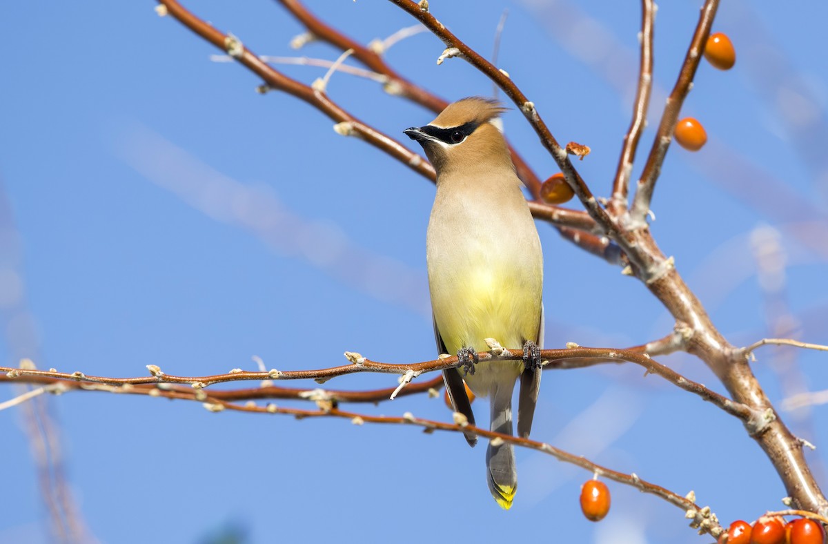 Кедровый свиристель - ML648653922