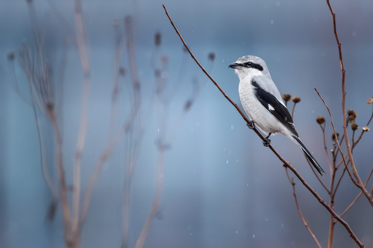 オオモズ - ML648654156