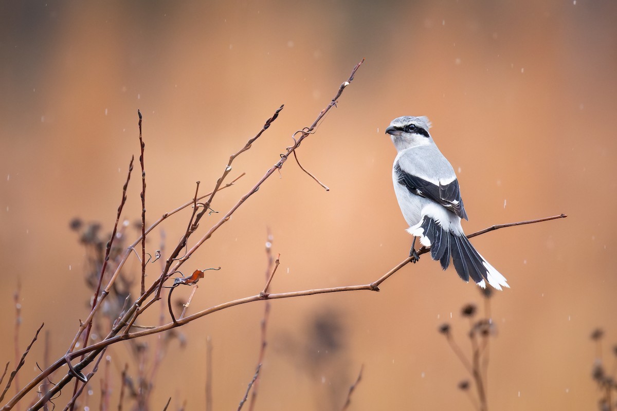 オオモズ - ML648654157