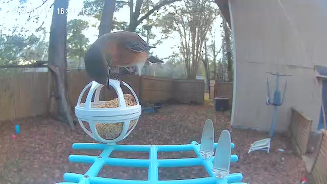 Eastern Bluebird - ML648654205