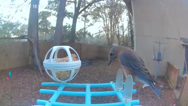 Eastern Bluebird - ML648654206