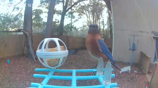 Eastern Bluebird - ML648654207