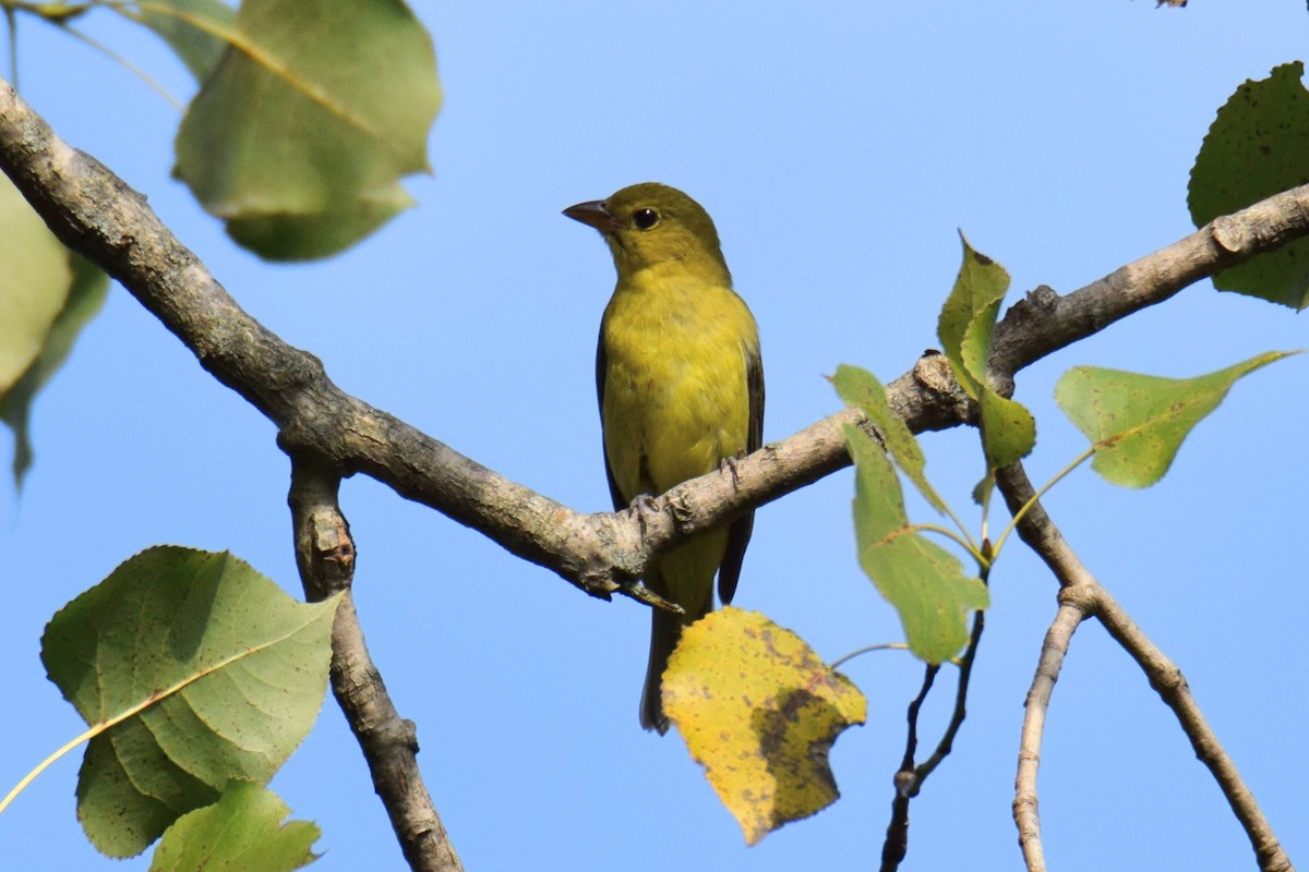 Scarlet Tanager - ML648654225