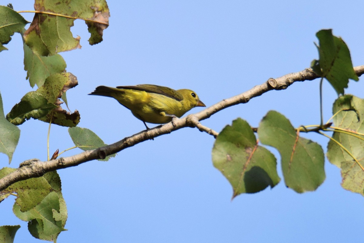 Scarlet Tanager - ML648654226