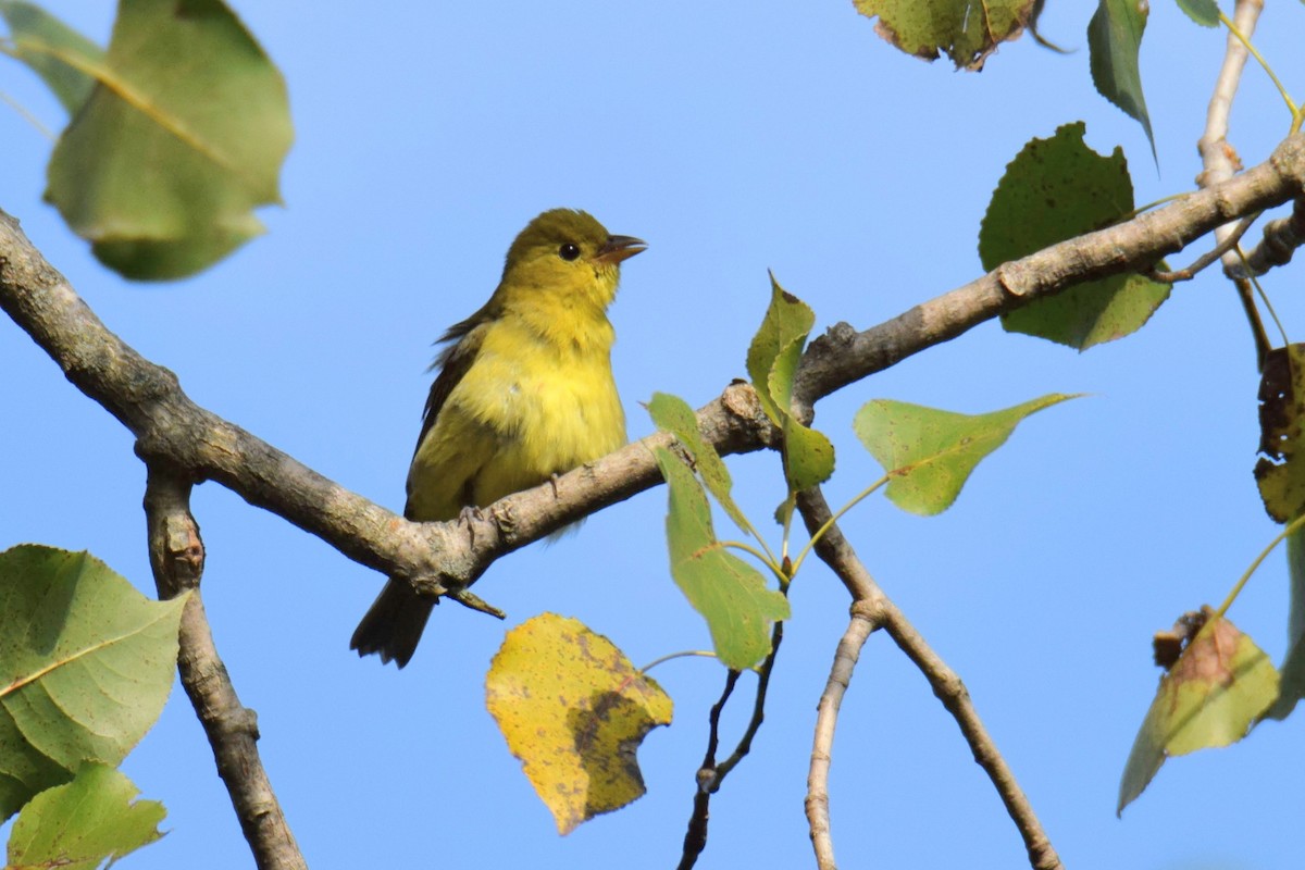 Scarlet Tanager - ML648654227