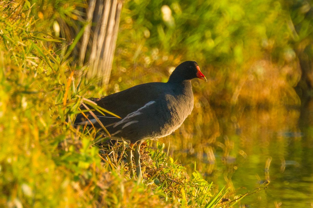 Common Gallinule - ML648654478