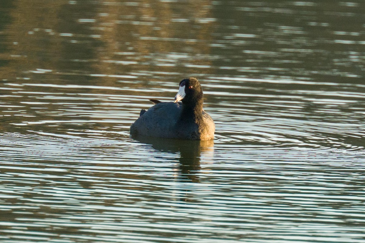American Coot - ML648654484