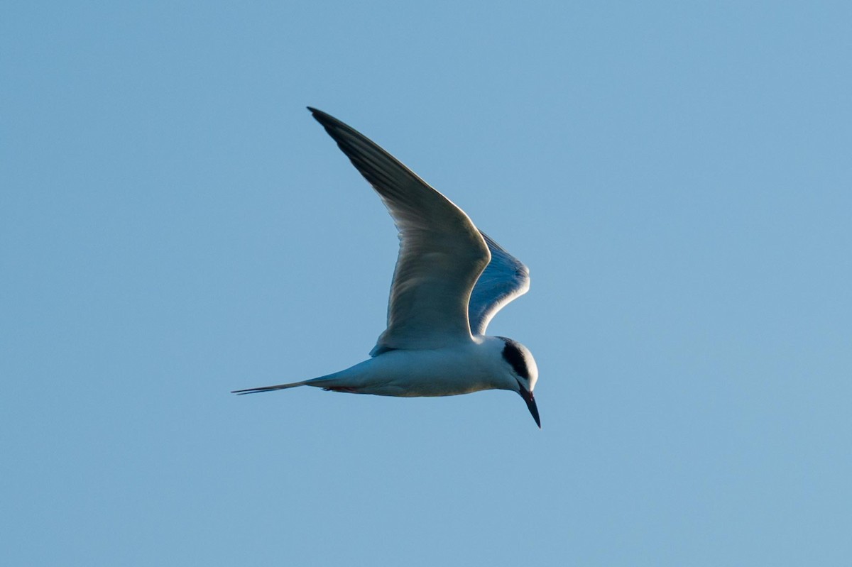 Forster's Tern - ML648654495