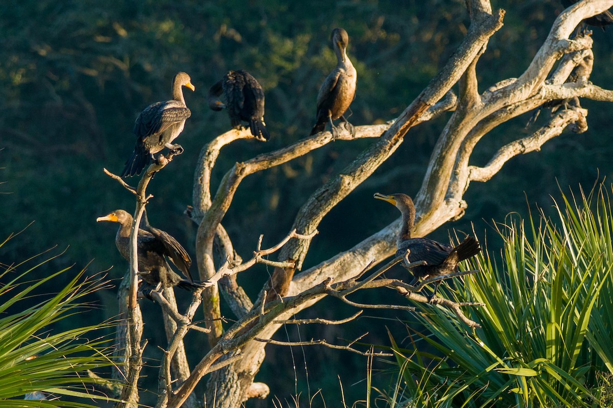 Double-crested Cormorant - ML648654502