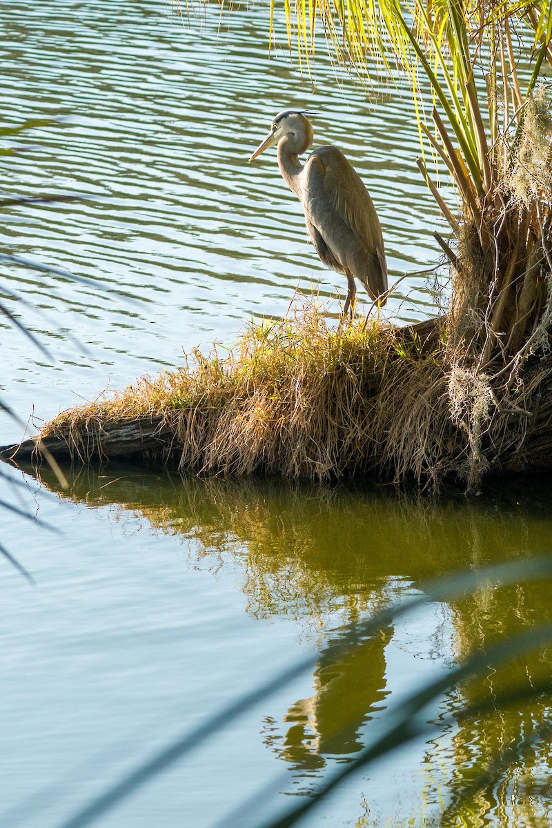 Great Blue Heron - ML648654519