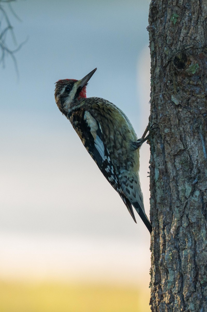 Yellow-bellied Sapsucker - ML648654531