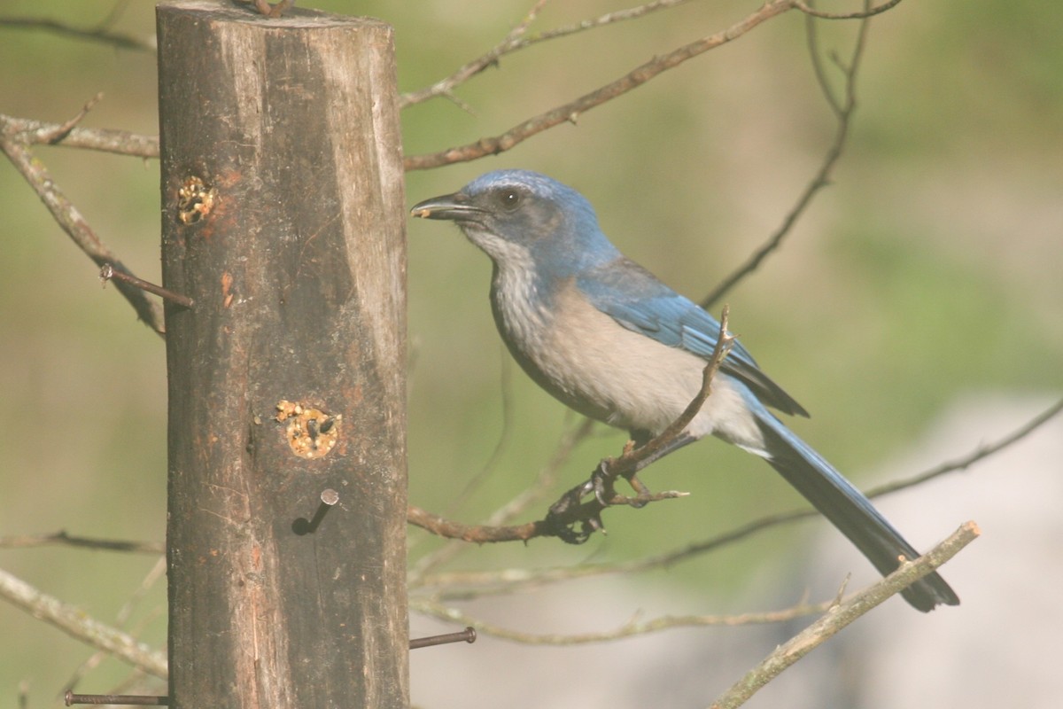 Chara de Woodhouse - ML648654550