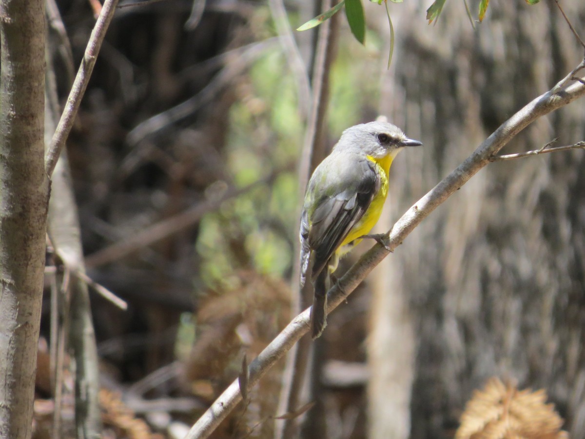 Doğulu Sarı Bülbül - ML648654652