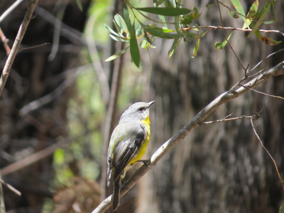 Doğulu Sarı Bülbül - ML648654654