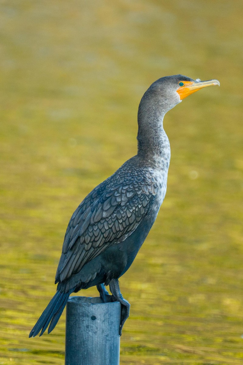 Double-crested Cormorant - ML648654661