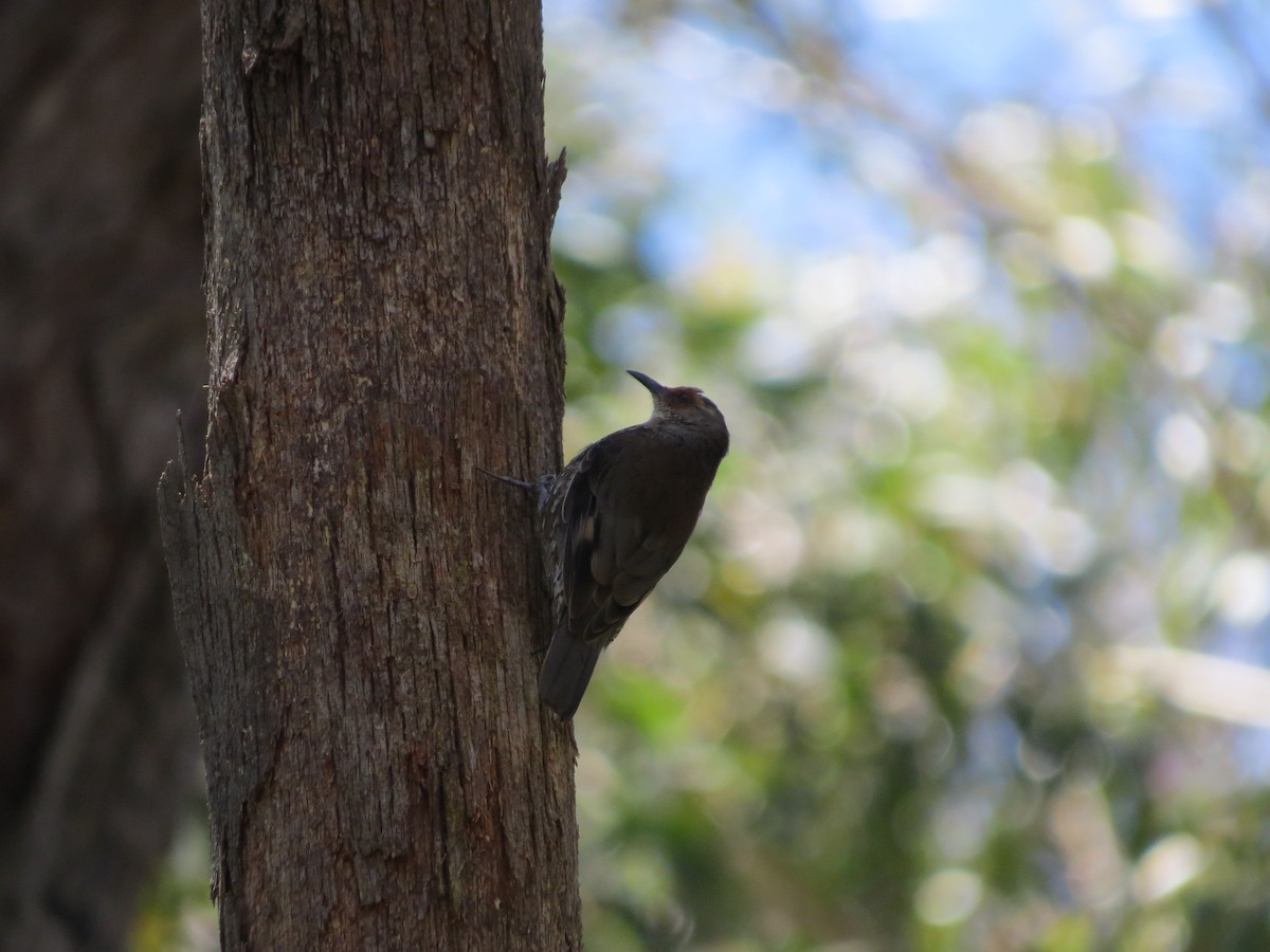 Kızıl Kaşlı Tırmaşık - ML648654759