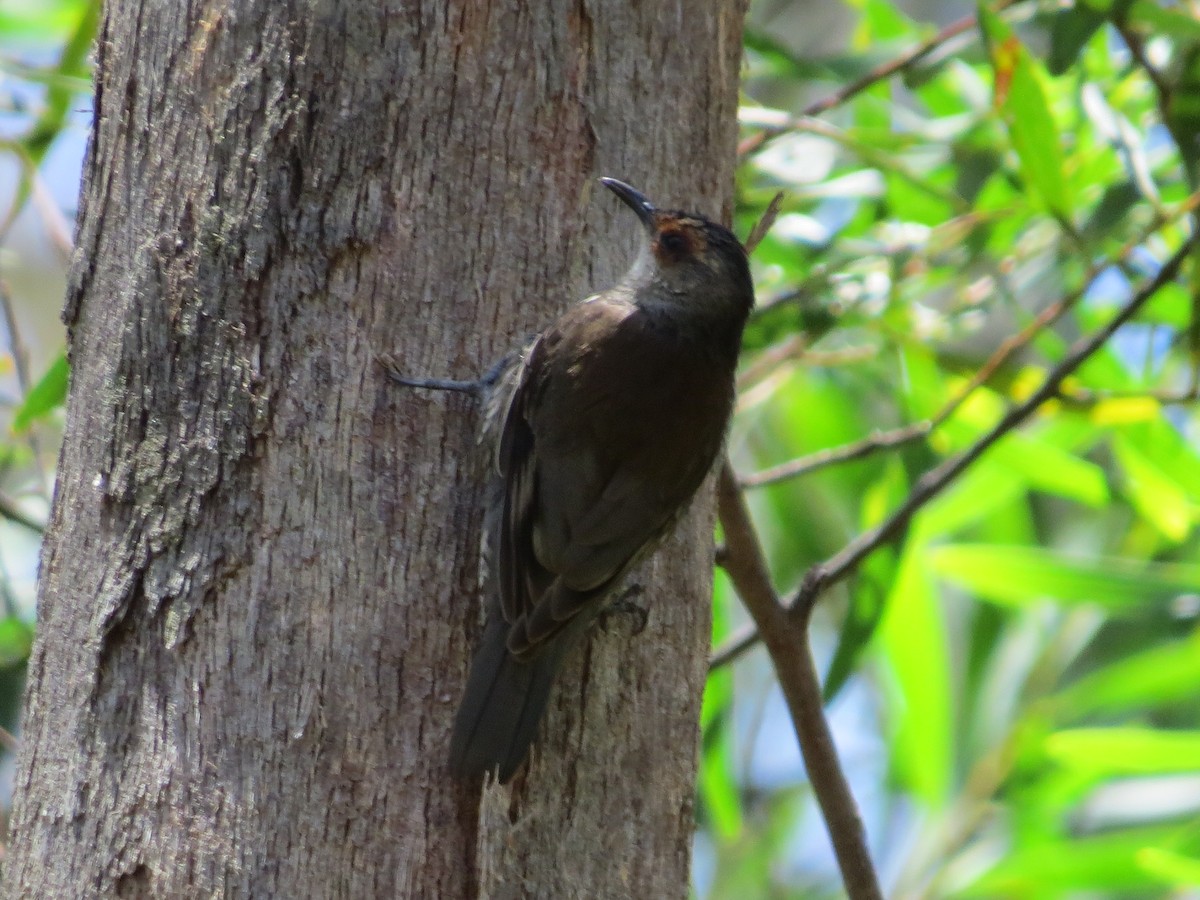 Kızıl Kaşlı Tırmaşık - ML648654761