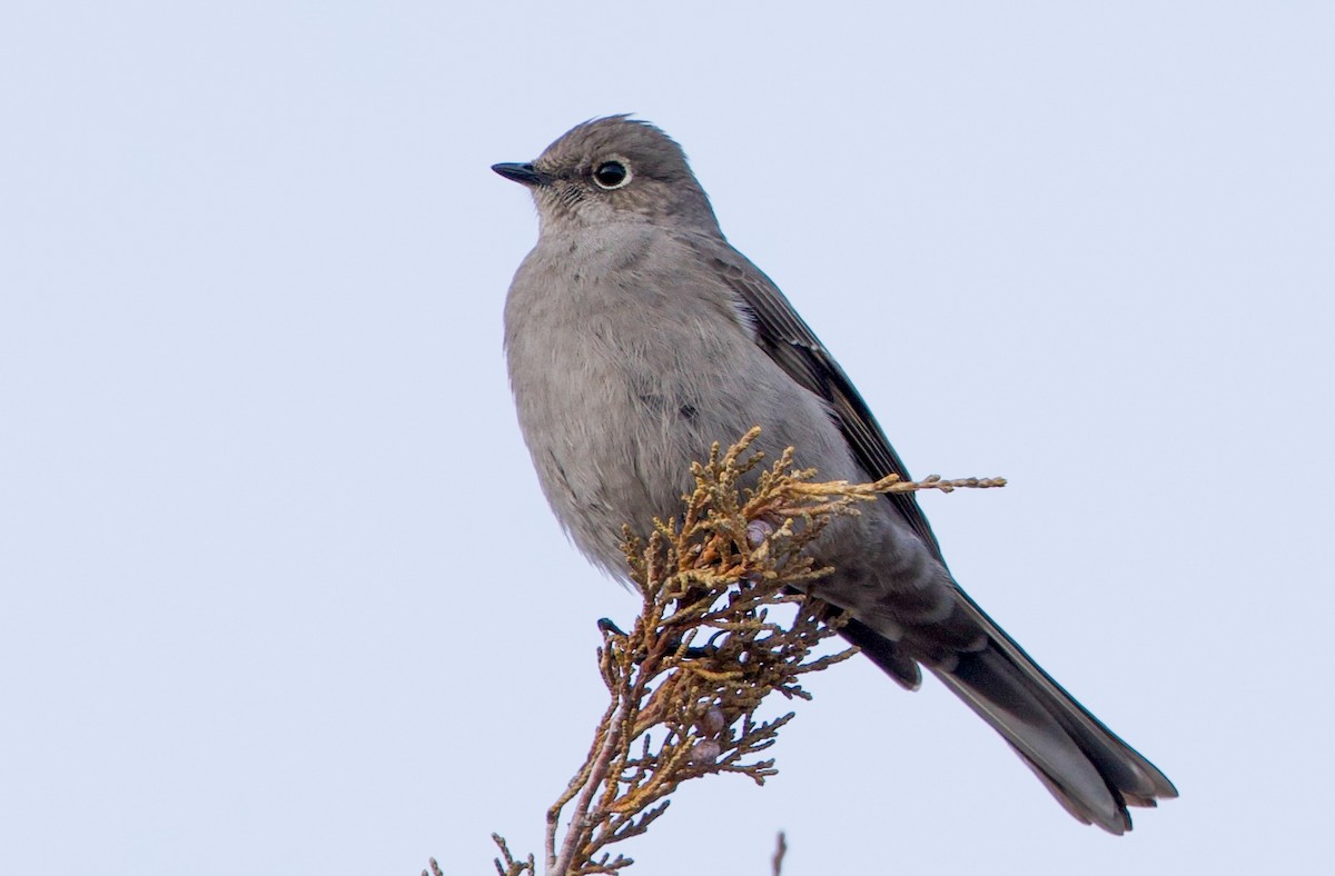 Горный кларино - ML648654874