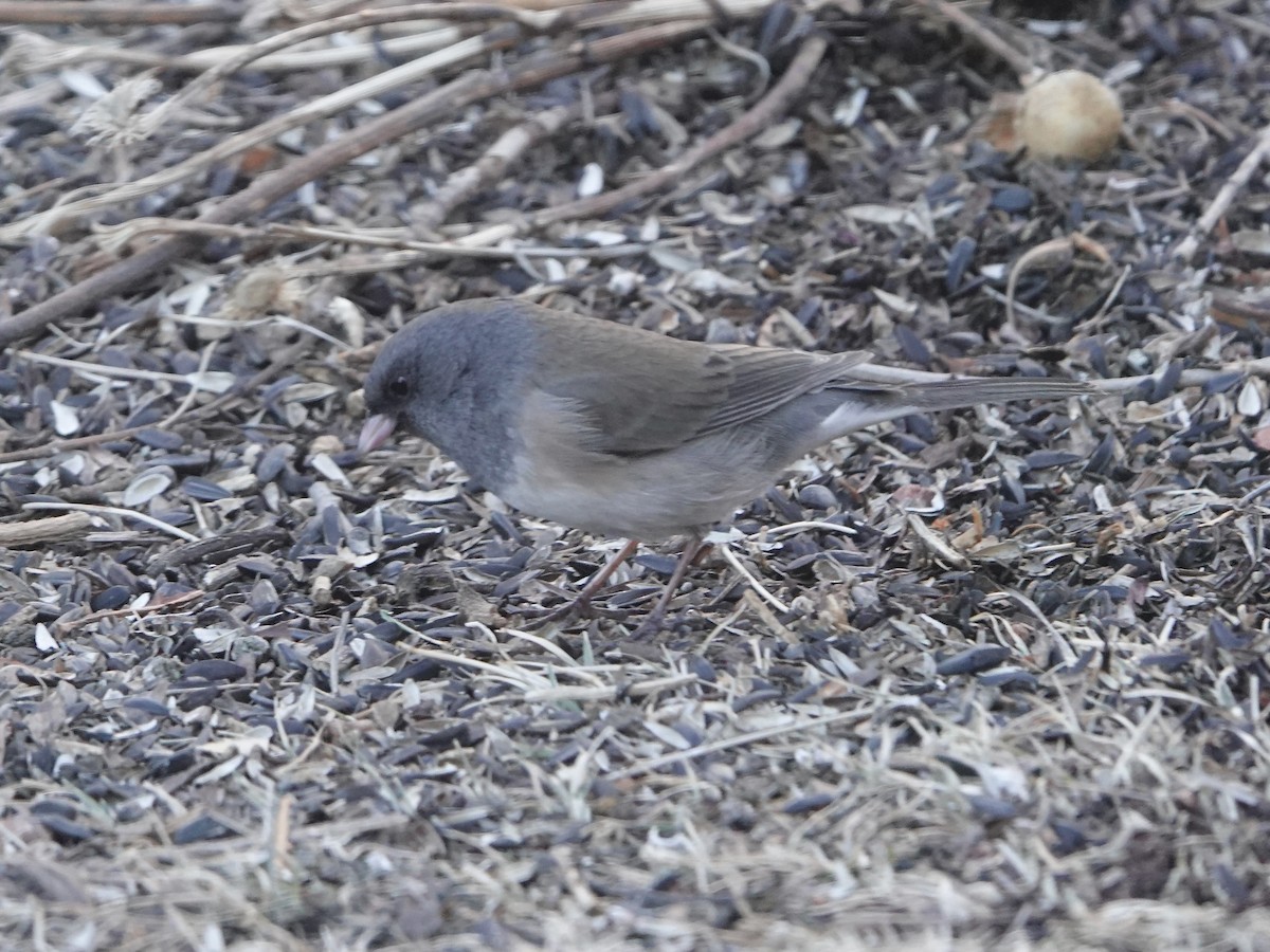 Dark-eyed Junco (Pink-sided) - ML648654904