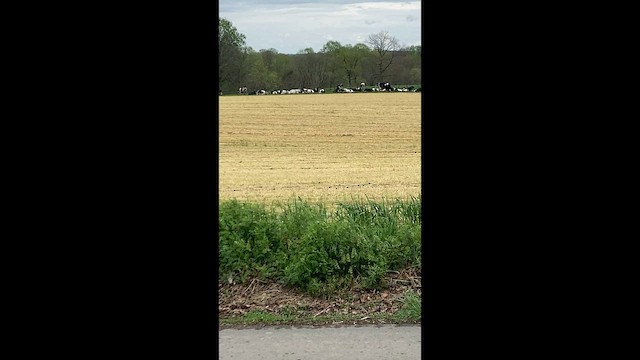 Fish Crow - ML648655106