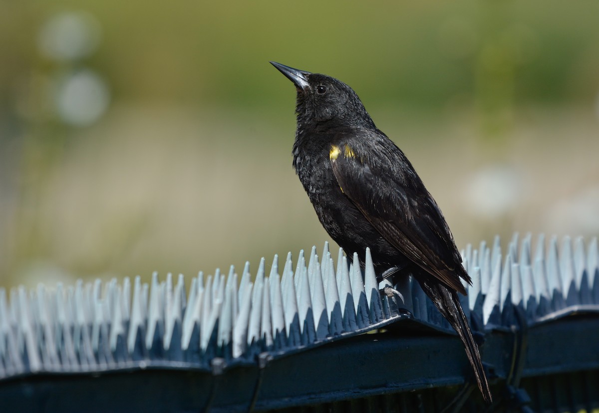 Carouge galonné - ML648655267