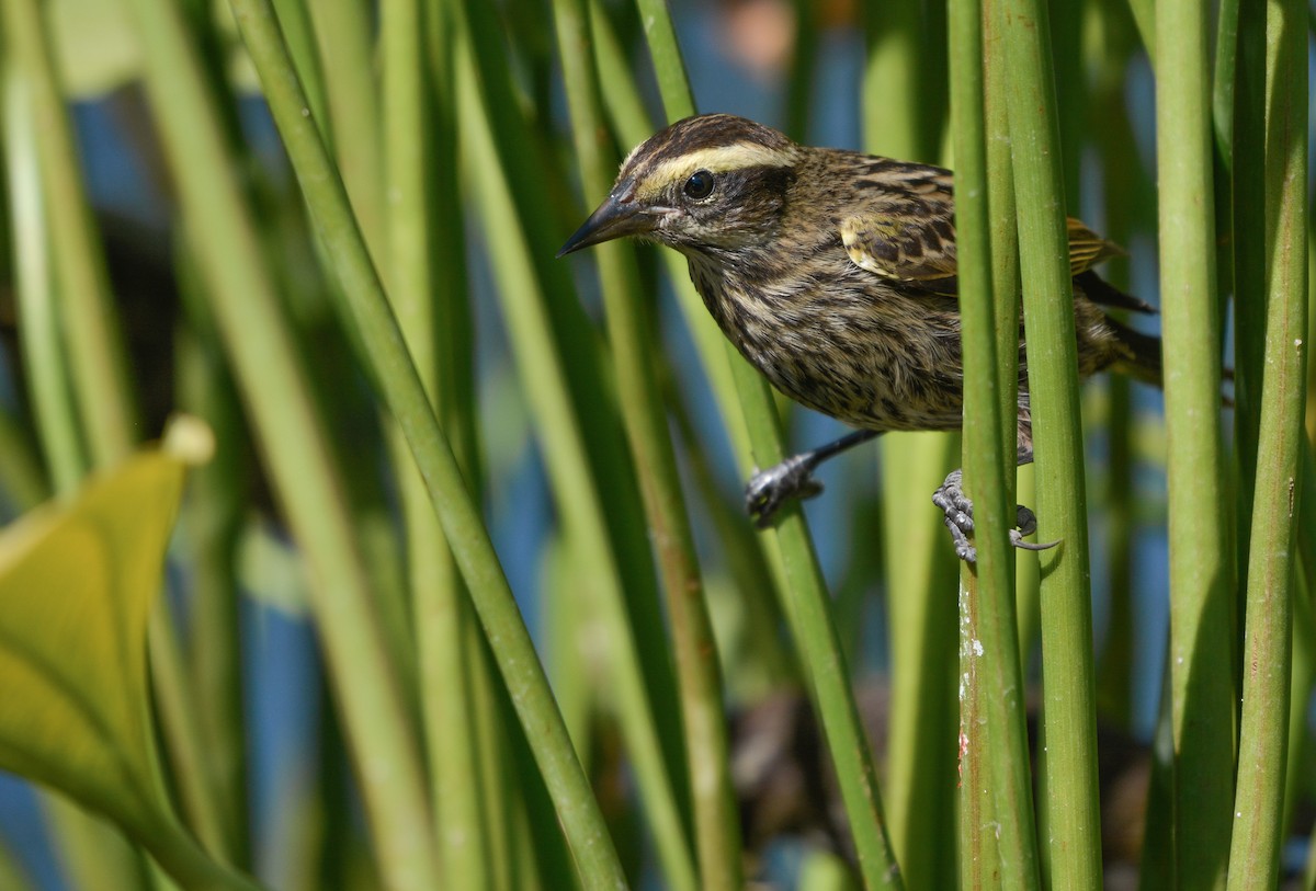 Carouge galonné - ML648655268
