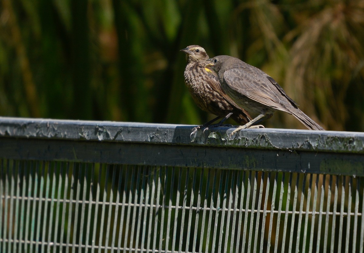 Vacher luisant - ML648655275