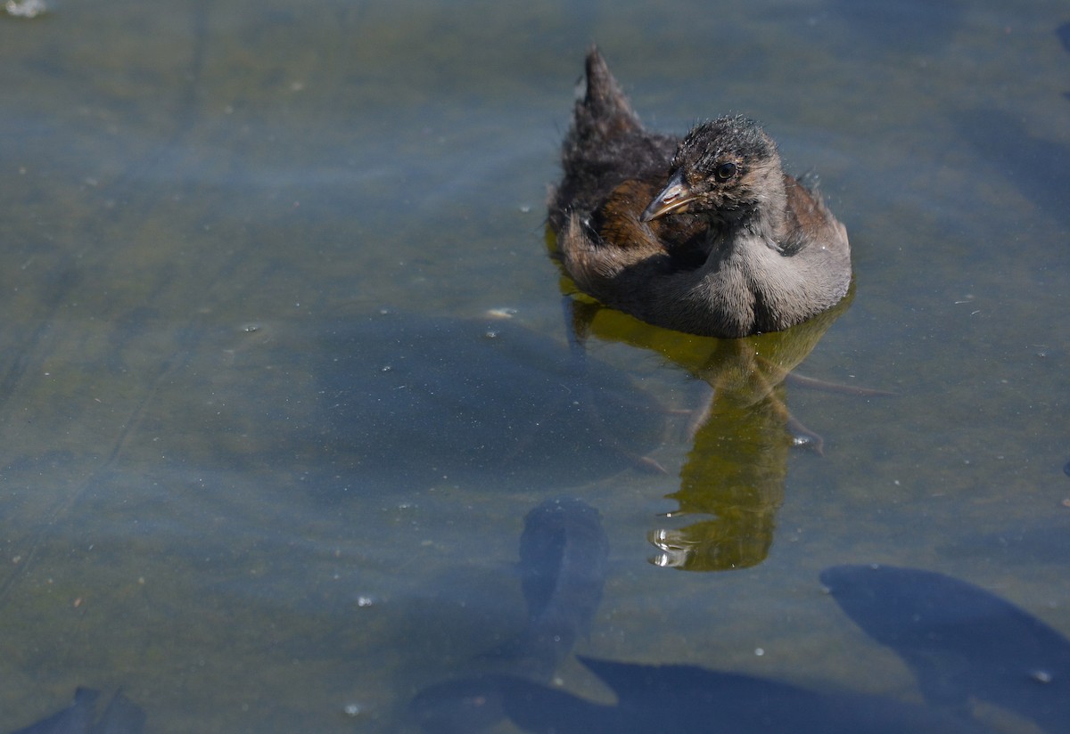 Gallinule à face noire - ML648655291