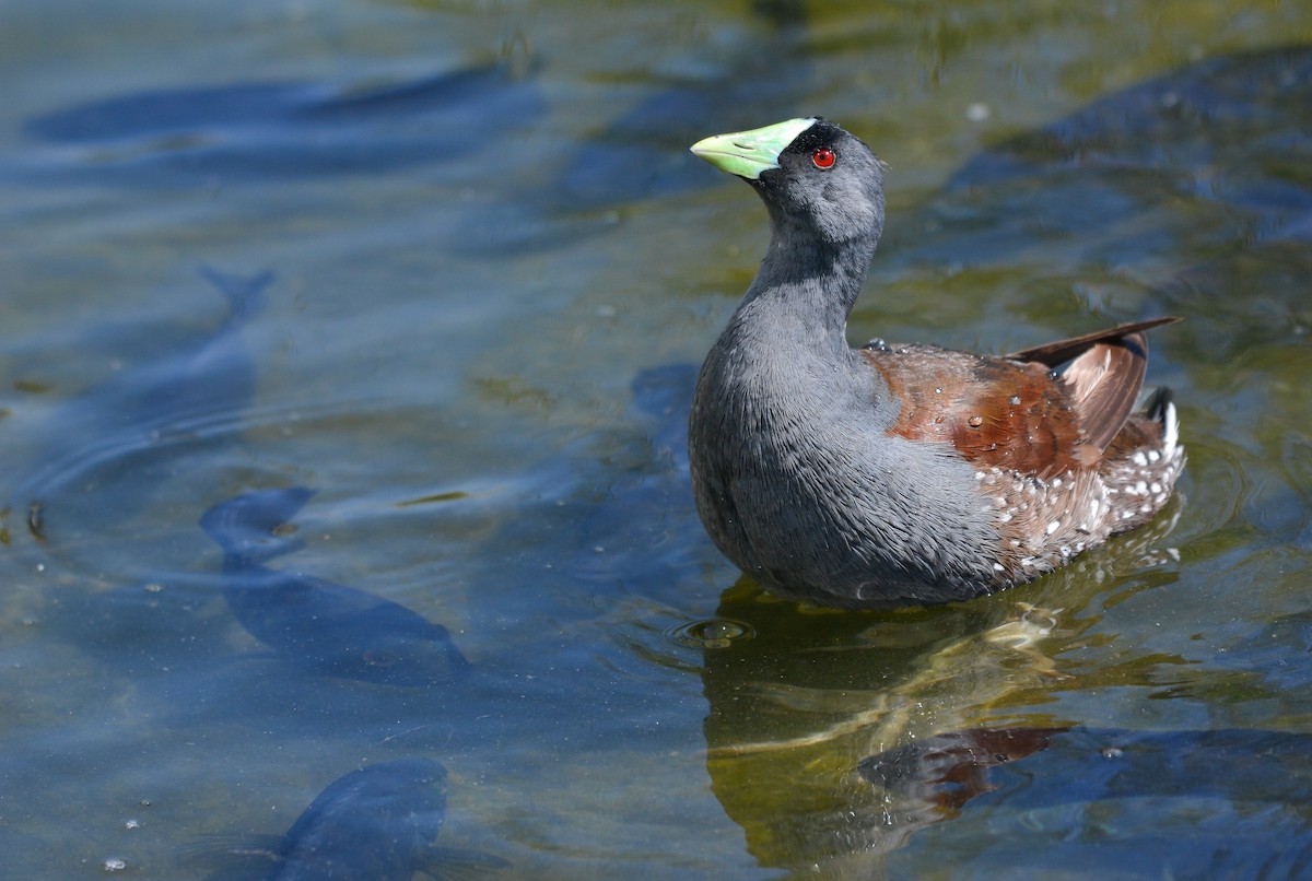 Gallinule à face noire - ML648655293