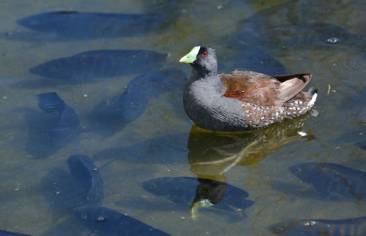 Gallinule à face noire - ML648655294