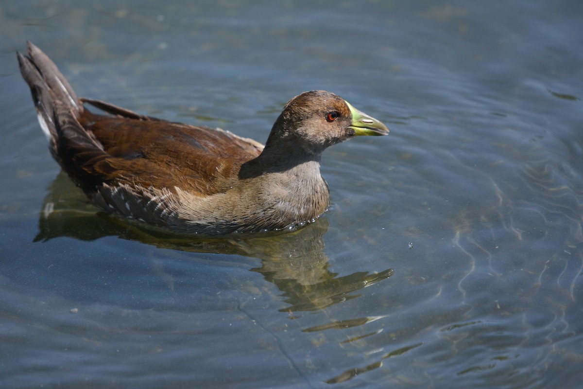 Gallinule à face noire - ML648655296