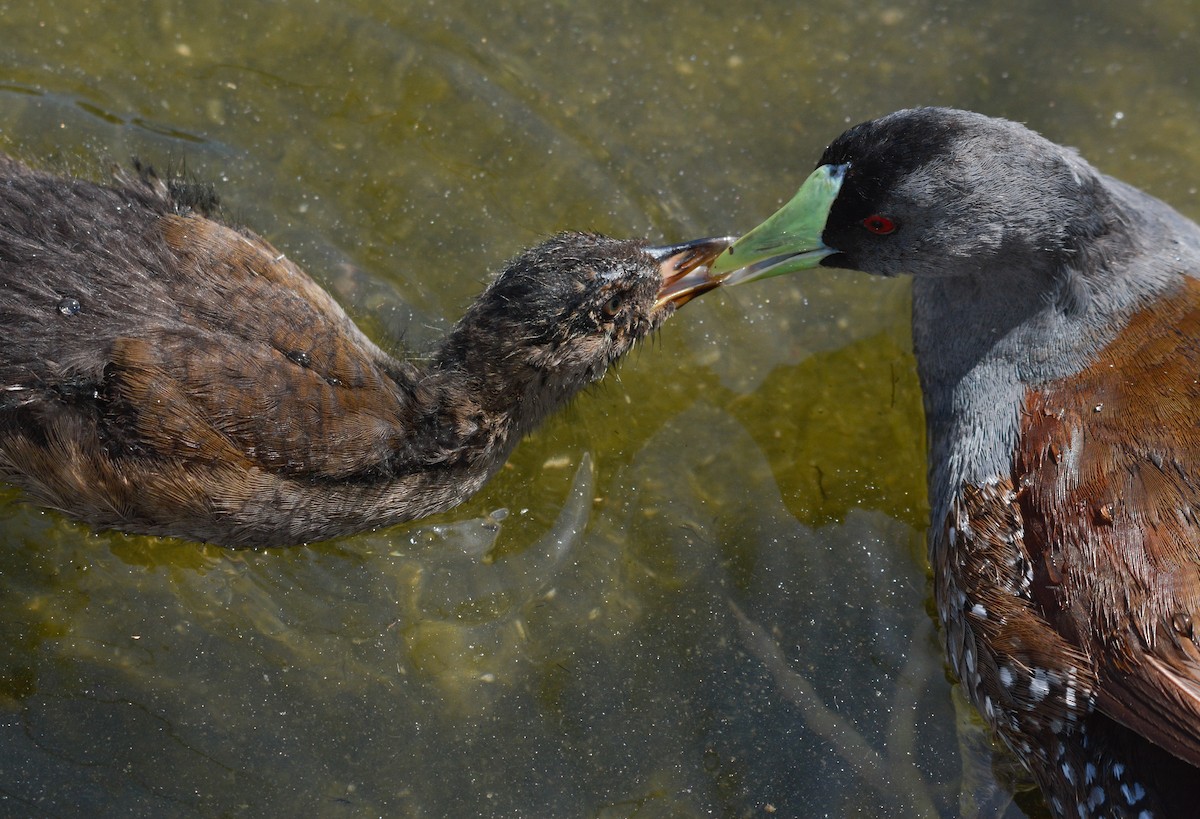 Gallinule à face noire - ML648655308