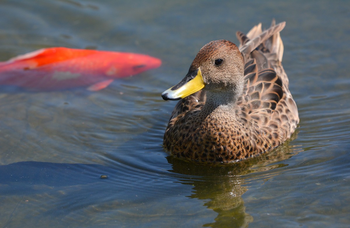 Canard à queue pointue - ML648655309